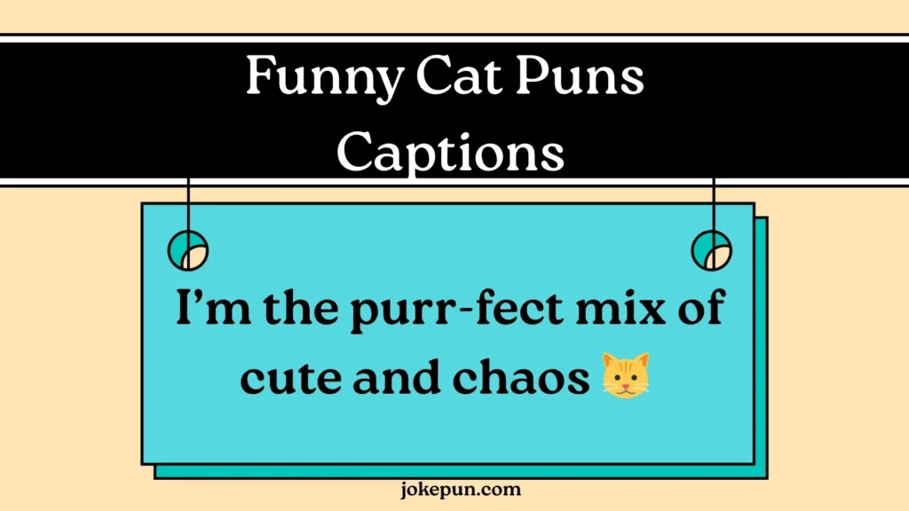Funny Cat Puns Captions